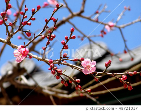 Landscape with red mall of Yangshan Tongdosa Landscape with red mall of Yangshan Tongdosa 48721017