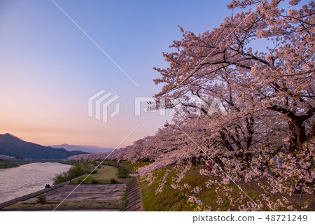 在秋田市仙北市的Hiki Uchikawa Tsutsumi享受櫻花觀賞的人們 48721249