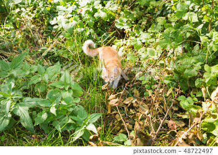 portrait of a cute ginger cat walking in a sunny green meadow on a warm summer evening portrait of a cute ginger cat walking in a sunny green meadow on a warm summer evening 48722497