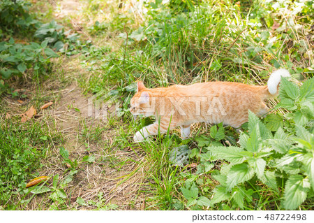 portrait of a cute ginger cat walking in a sunny green meadow on a warm summer evening 48722498