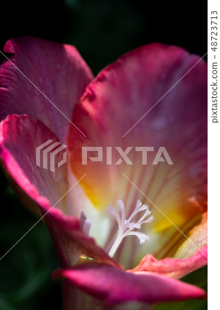 Spring flower  48723713