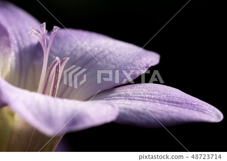 Spring flower  48723714