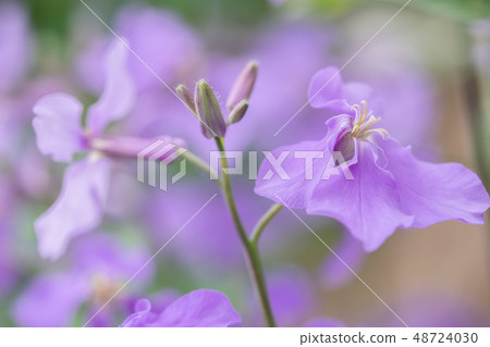 春天的花朵 48724030