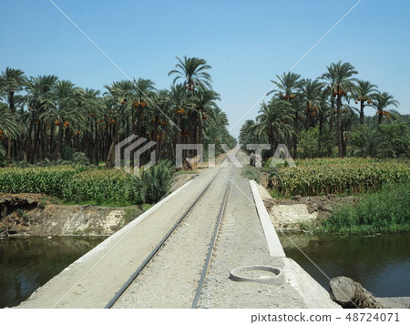 Palm farm and track Palm farm and track 48724071