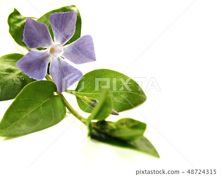 Turmericillium vine rhododendron 48724315