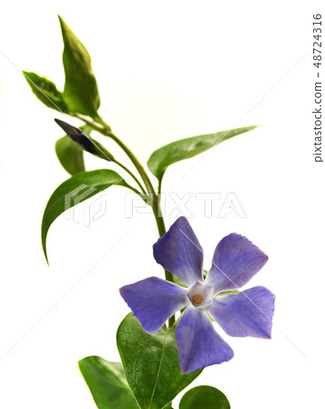 Turmericillium vine rhododendron 48724316