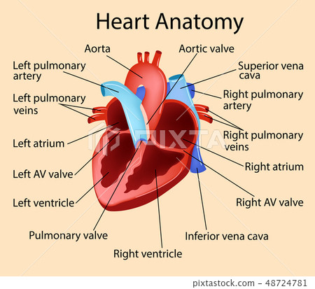Vector anatomical illustration of Heart, Part of Vector anatomical illustration of Heart, Part of 48724781