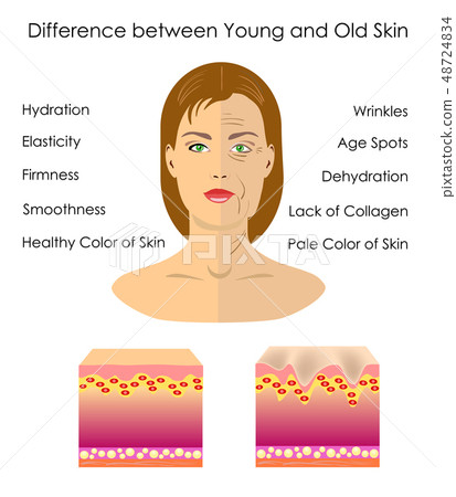 The difference between young and old skin, vector The difference between young and old skin, vector 48724834