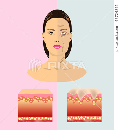 The difference between young and old skin, vector The difference between young and old skin, vector 48724835