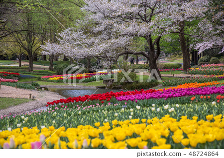 Tulip Tulip 48724864