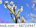 Plum blossoms 48724947