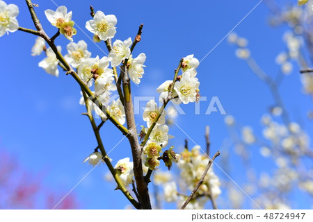 Plum blossoms Plum blossoms 48724947