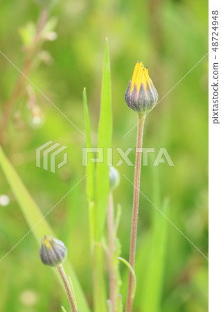 Flower field using Matsuzaki cho rice field Flower field using Matsuzaki cho rice field 48724948