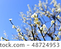 Plum blossoms 48724953
