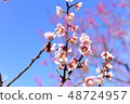 Plum blossoms 48724957