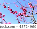 Plum flower bud 48724960