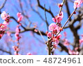 Plum blossoms 48724961