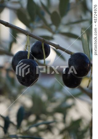 Olive Olive 48724976