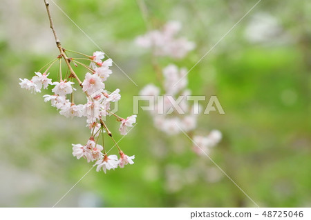 櫻花 櫻花 48725046