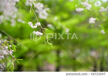櫻花 櫻花 48725047