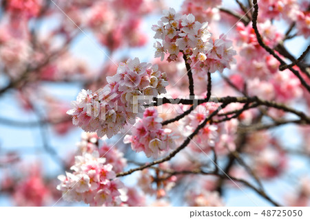 Cherry Blossom Cherry Blossom 48725050