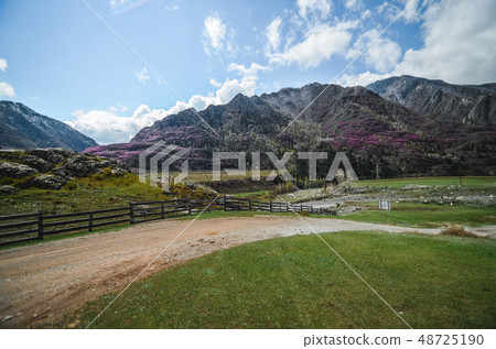 Mountain landscapes. Spring bloom in the mountains of pink flowers Rhododendron Ledebour 48725190