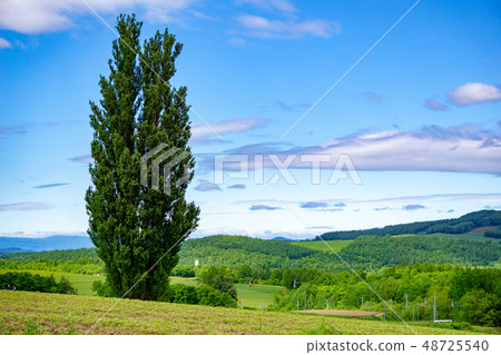  Ken and Mary's tree 48725540