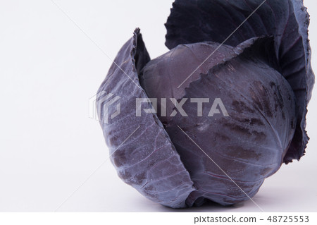 Murasaki cabbage 48725553