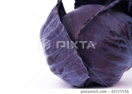 Murasaki cabbage 48725556