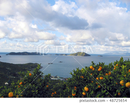 Mandarin orange fields and ocean Ehime 48725654