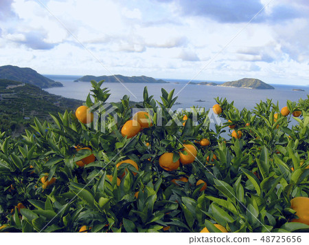 Mandarin orange fields and ocean Ehime 48725656