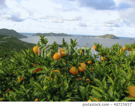Mandarin orange fields and ocean Ehime 48725657