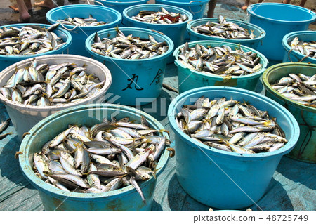 在千葉縣的Kujukurihama網中炒Asi的油炸馬鮫魚 在千葉縣的Kujukurihama網中炒Asi的油炸馬鮫魚 48725749