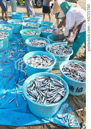 在千葉縣的Kujukurihama地面網的著陸 48725760