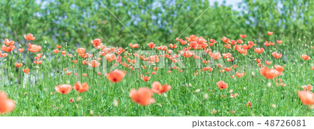 Spring poppy field Spring poppy field 48726081