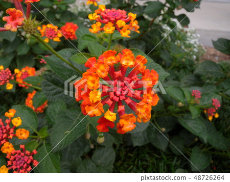Lantana Lantana 48726264