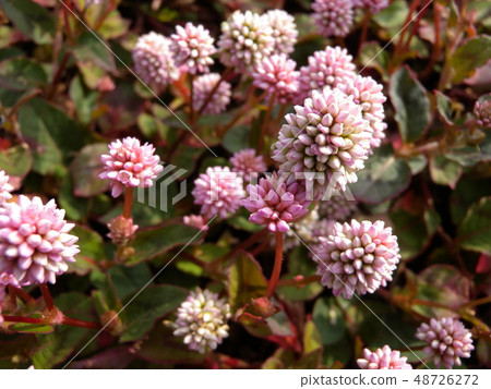 Himetsuru soba Himetsuru soba 48726272