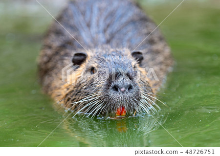 Muskrat (Ondatra zibethica) in spring lake 48726751
