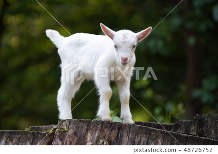 White baby goat standing on green grass 48726752