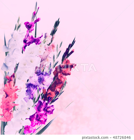Vintage Gladiolus Flowers 48726846