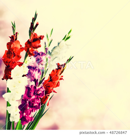 Vintage Gladiolus Flowers 48726847