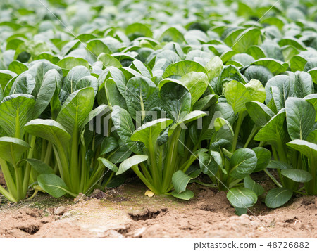 Komatsuna field 48726882