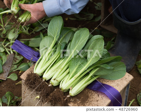 Shipment of Komatsuna 48726960