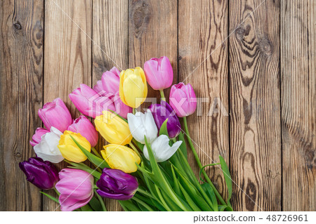 Lovely tulip flowers 48726961