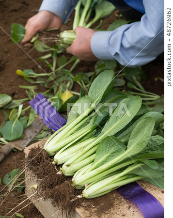 Shipment of Komatsuna 48726962