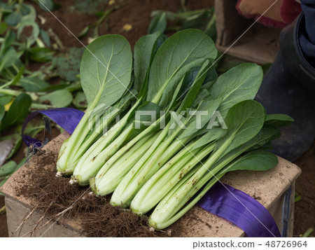 小鬆的運輸 48726964