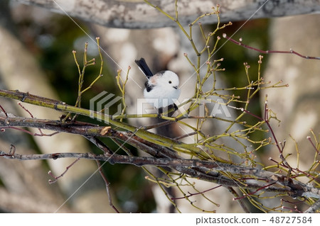 Shima enaga的里程碑 48727584