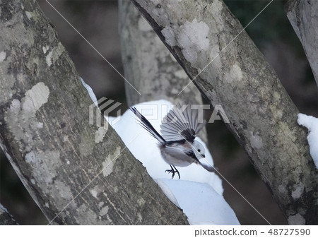 Shima enaga的里程碑 48727590