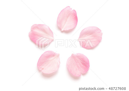 櫻花瓣春天白色背景 櫻花瓣春天白色背景 48727608