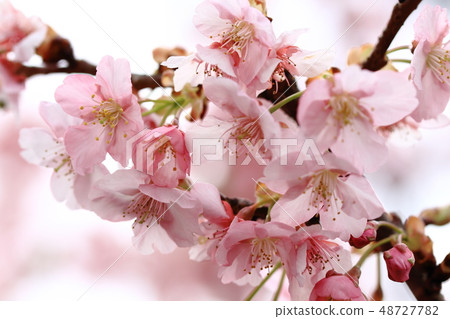 Kawazu cherry tree, Oizumi central park, beautiful 48727782